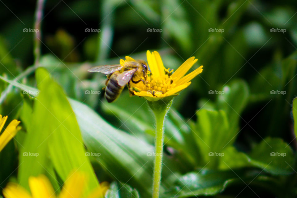 Bee on a flower