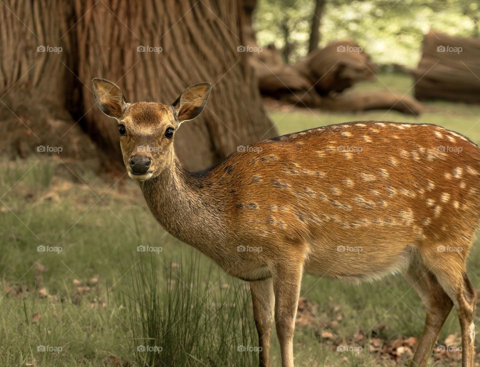 A young fallow deer in woodland