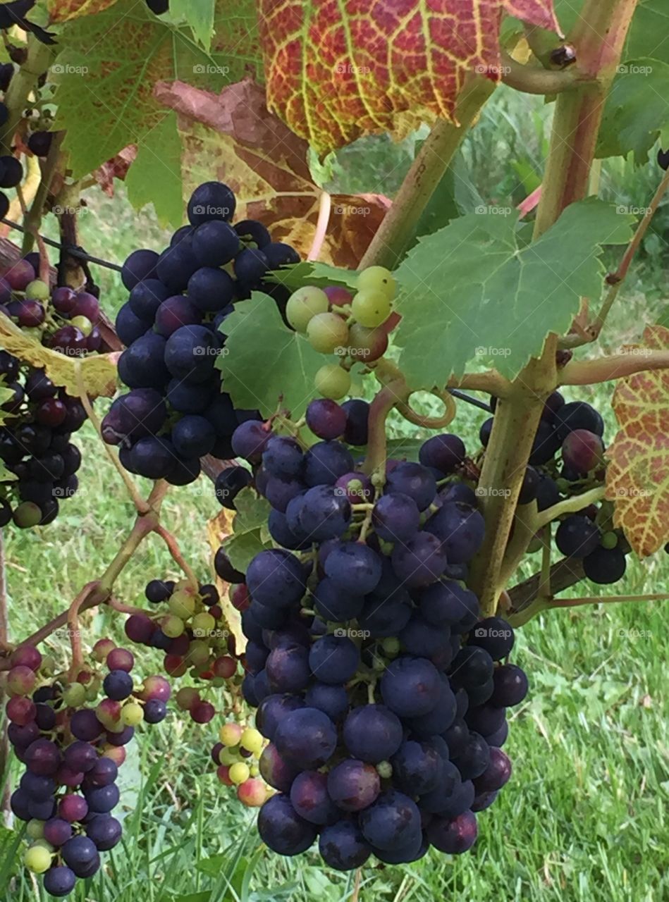 Grape. Wine 