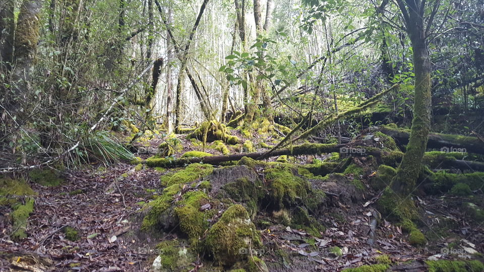 Tasmanian forest