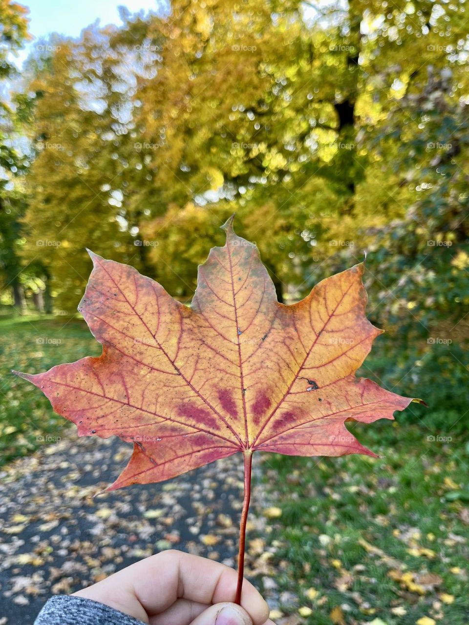 How amazing to find beautiful autumn leaves. Gold and red. Every leaf is different.