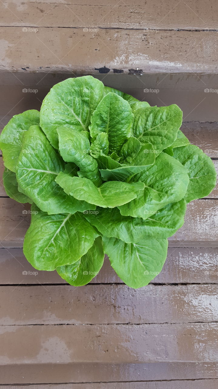 High angle view of fresh lettuce