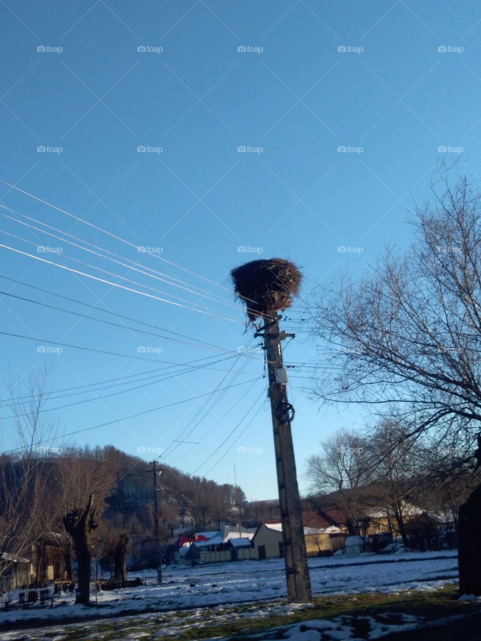nest of stork on winter