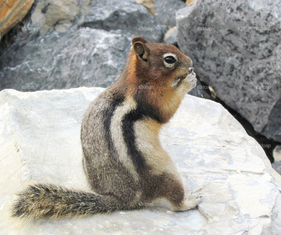 Chipmunk eating