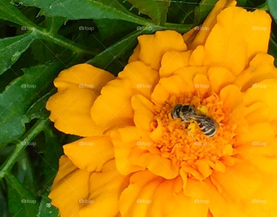 Closeup of a wild bee harvesting pollen from a marigold 