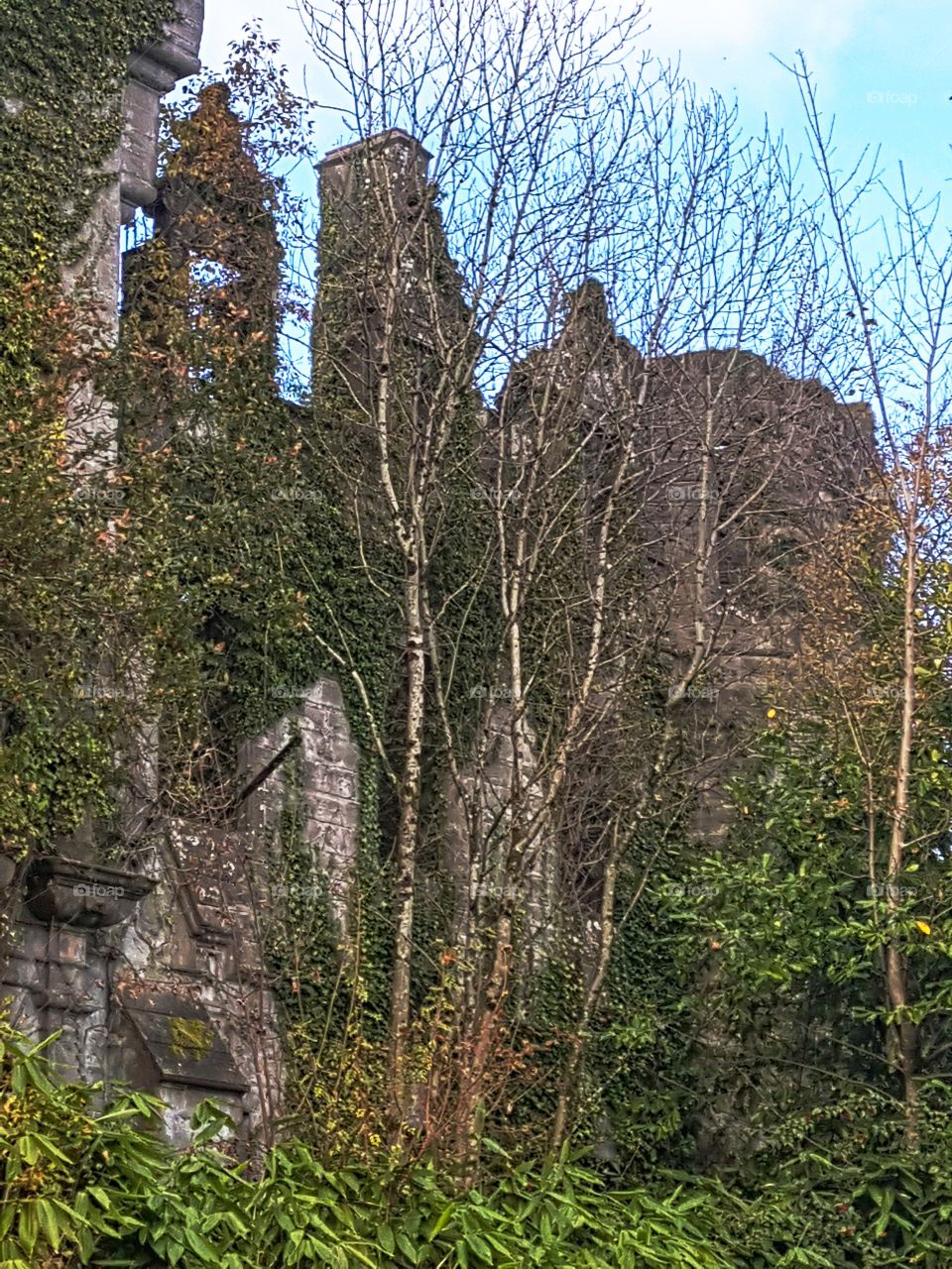 Overgrown castle ruins