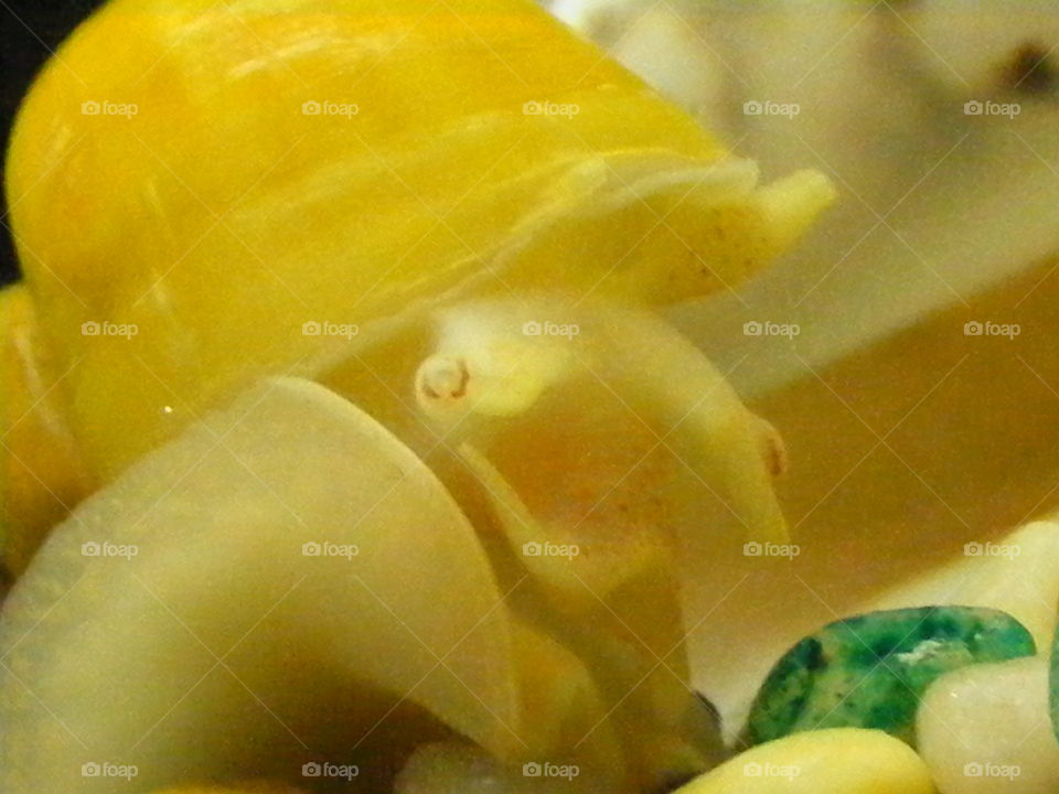 My favorite creature in my aquarium is my yellow snail.