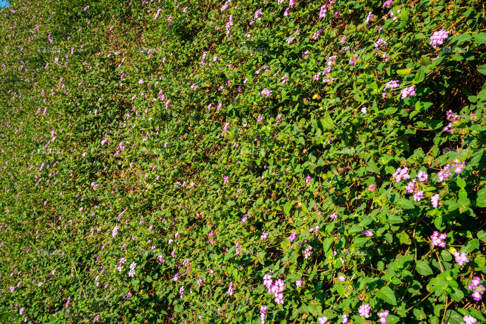 Lantana montevidensis is a small evergreen spreading ground cover it has masses of mauve flowers all year round