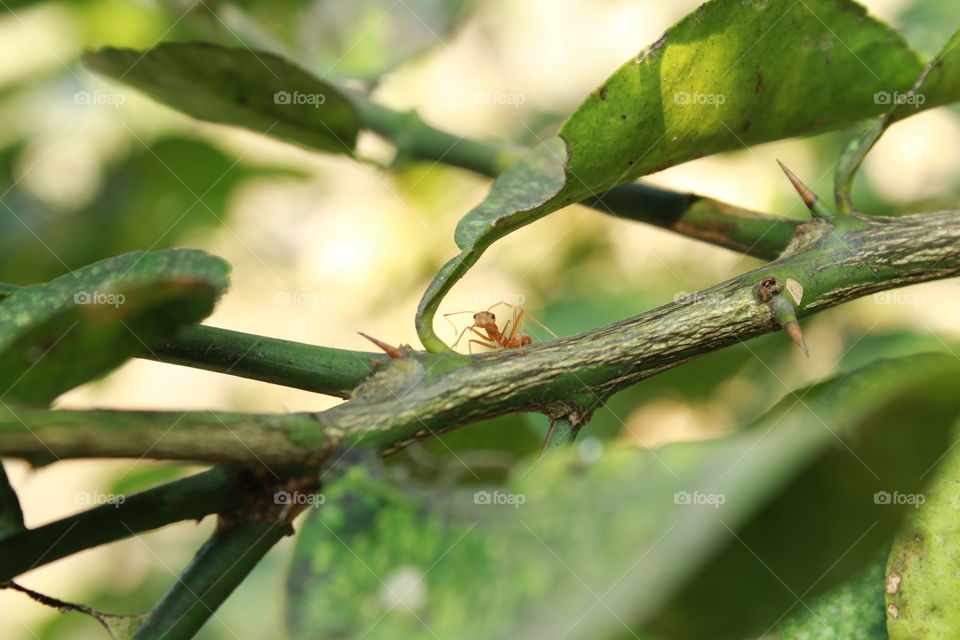 ant in leaf