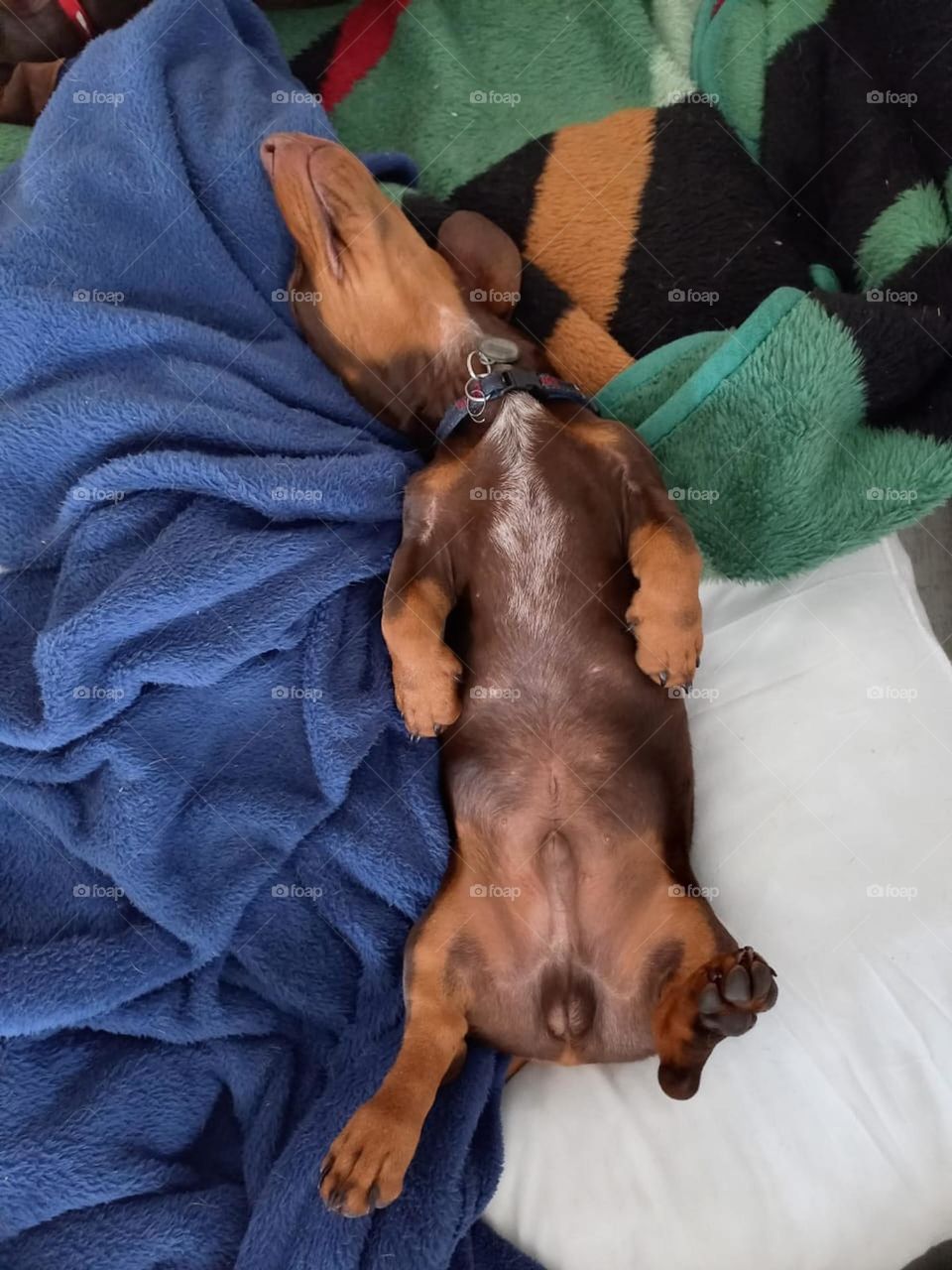 relaxing after a ruff play