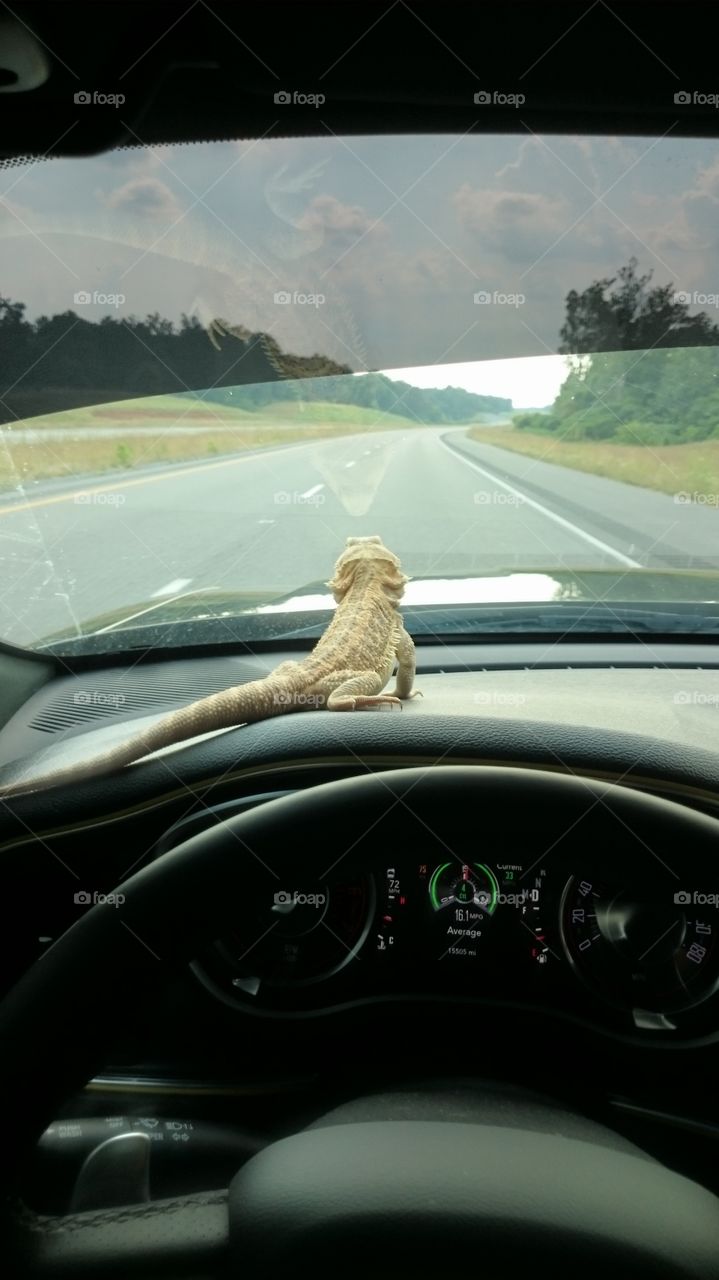 Cruising lizard