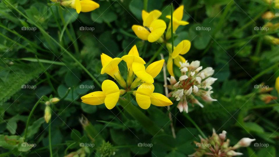 loan flowers