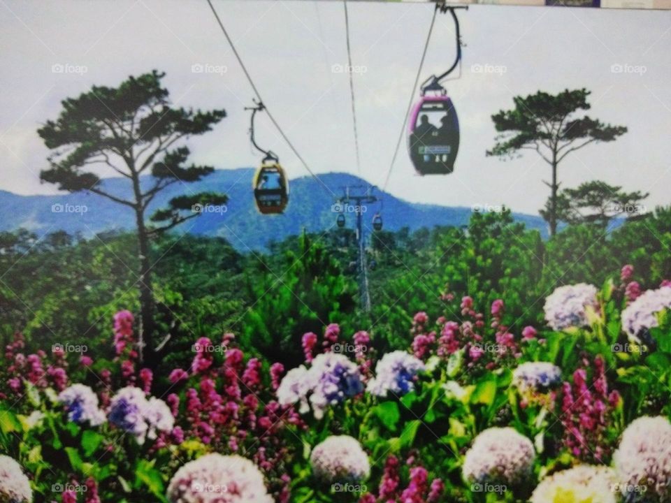 Cáp Treo trên đồi Cẩm Tú Cầu.