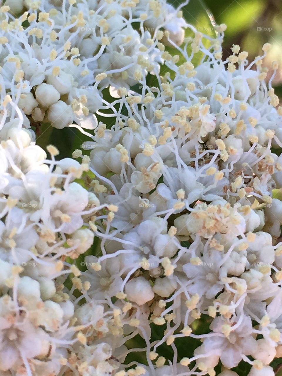 Closeup of flower cluster 
