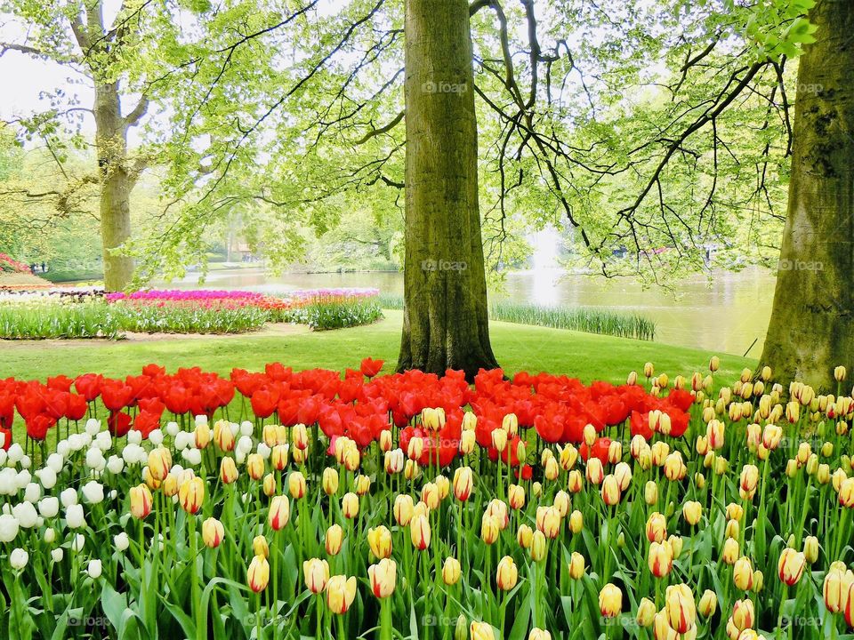 Beautiful, colorful tulips in the landscape and the perfect symbolism of Spring. 