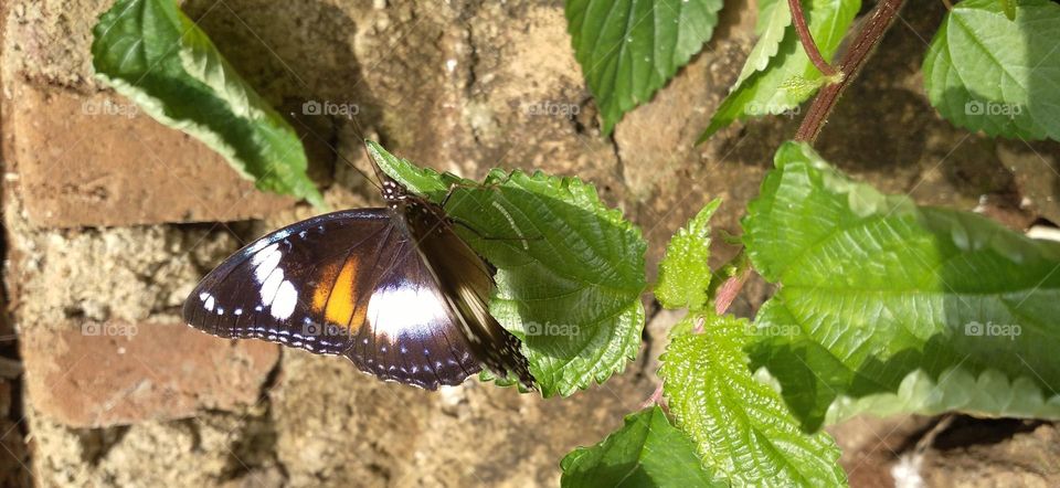 Beautiful butterfly perched on a leaf in the garden