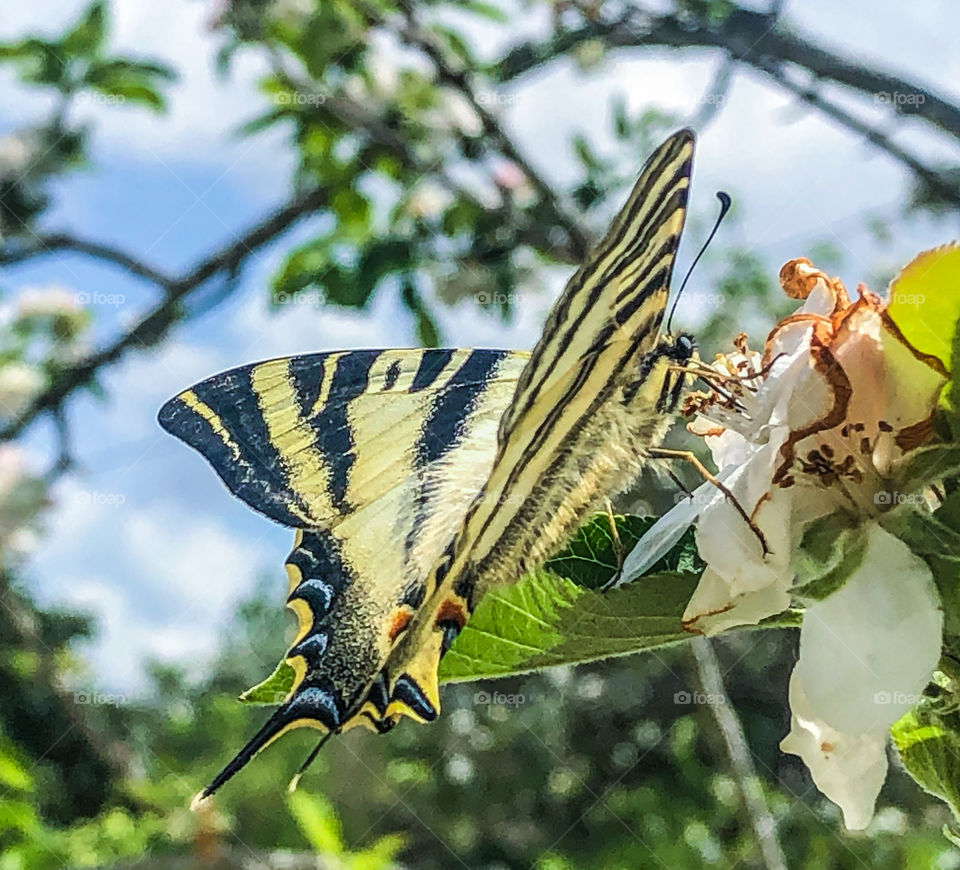 Scarce Swallowtail (Iphiclides podalirius) butterfly, drinking nectar from crab apple blossom in the Portuguese springtime