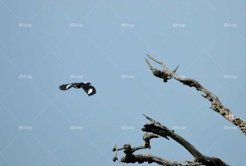 woodpecker in flight