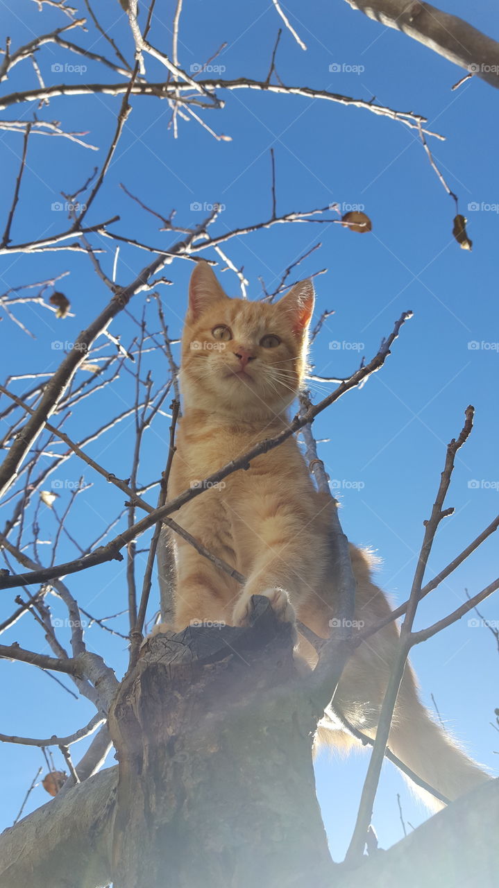 kitten on tree