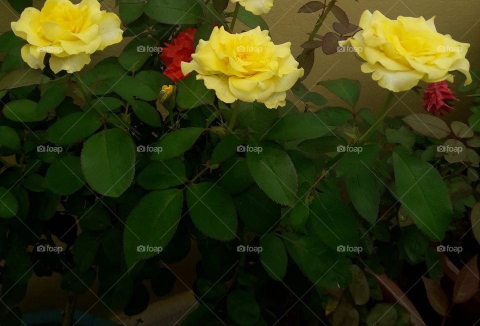 three beautiful yellow roses