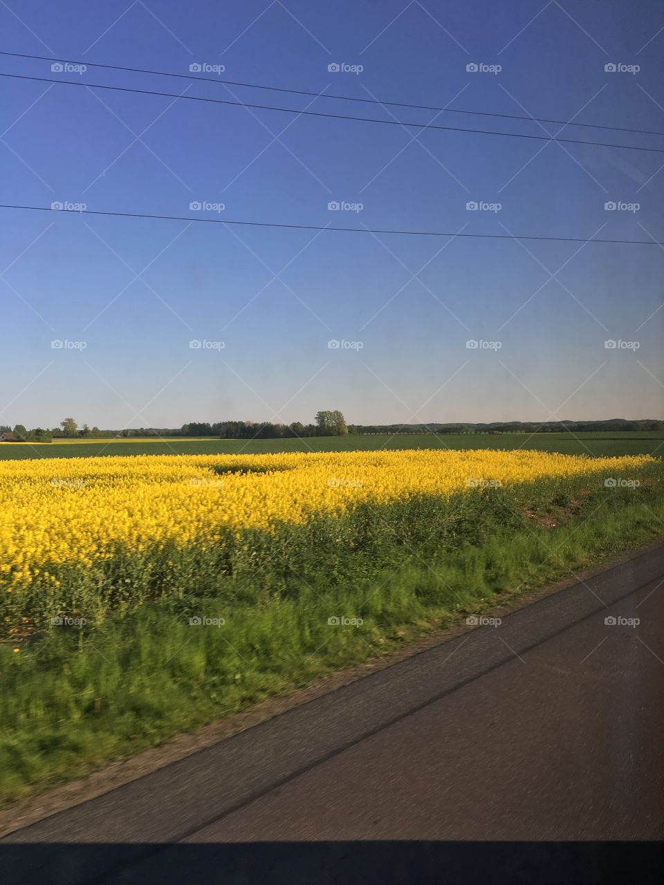 Yellow field 