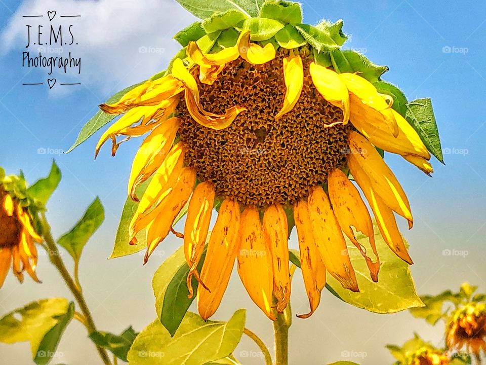 Dying sunflower 🌻