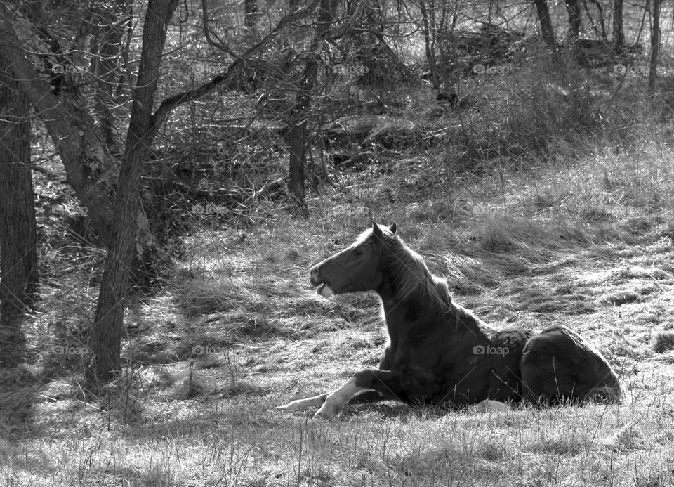 Black and white, horse in a field 