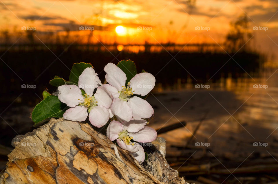 flower at sunset 2