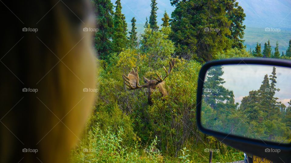 National park moose