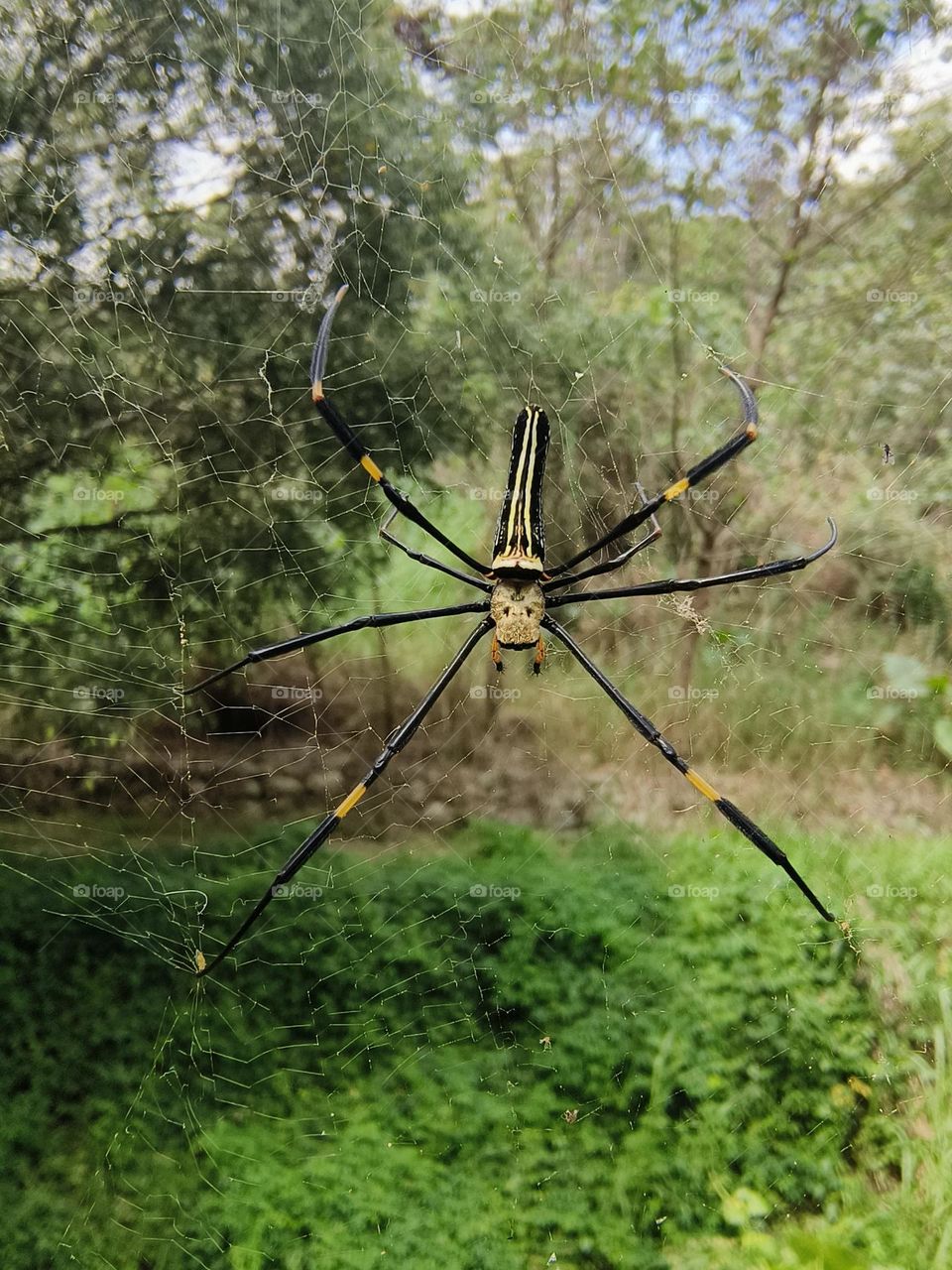 Human Face Spider in Luye Township, Taitung County