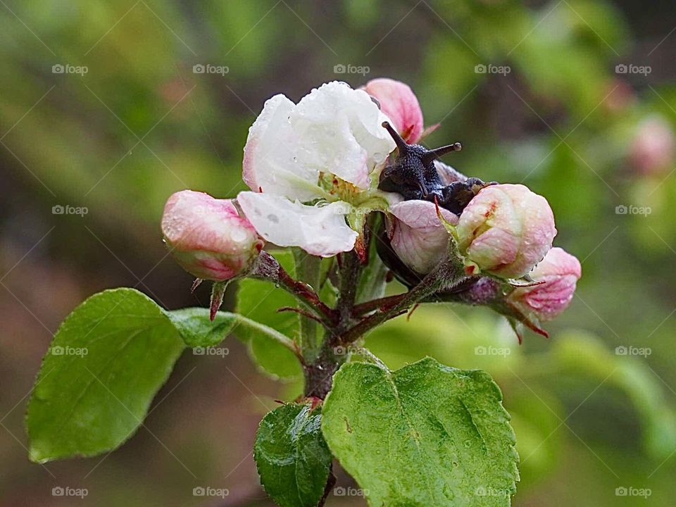 Snail on apple-tree flower during the rain