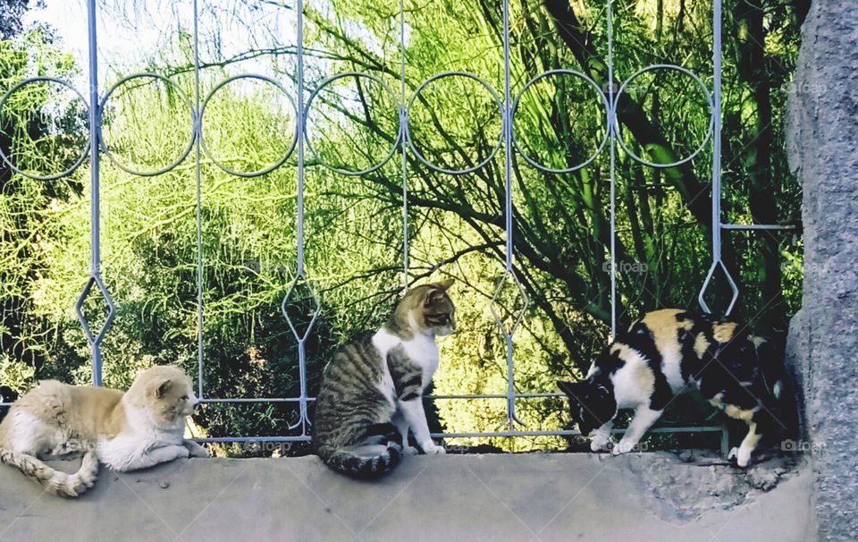 three lovely cats , beautiful colors