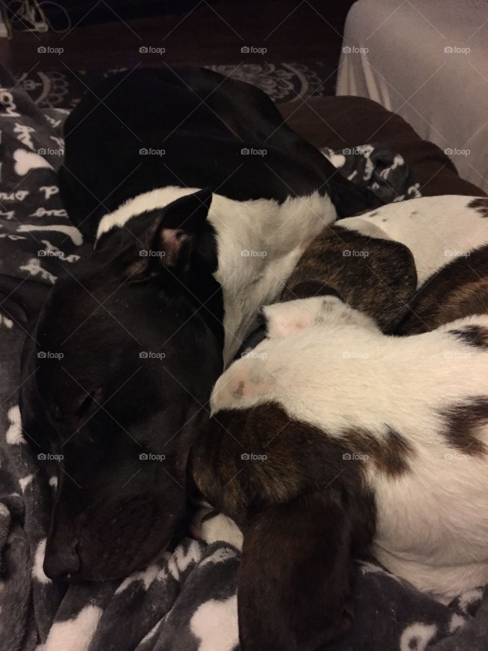 Two pit rescues passed out and enjoying being snuggled up next to one another 
