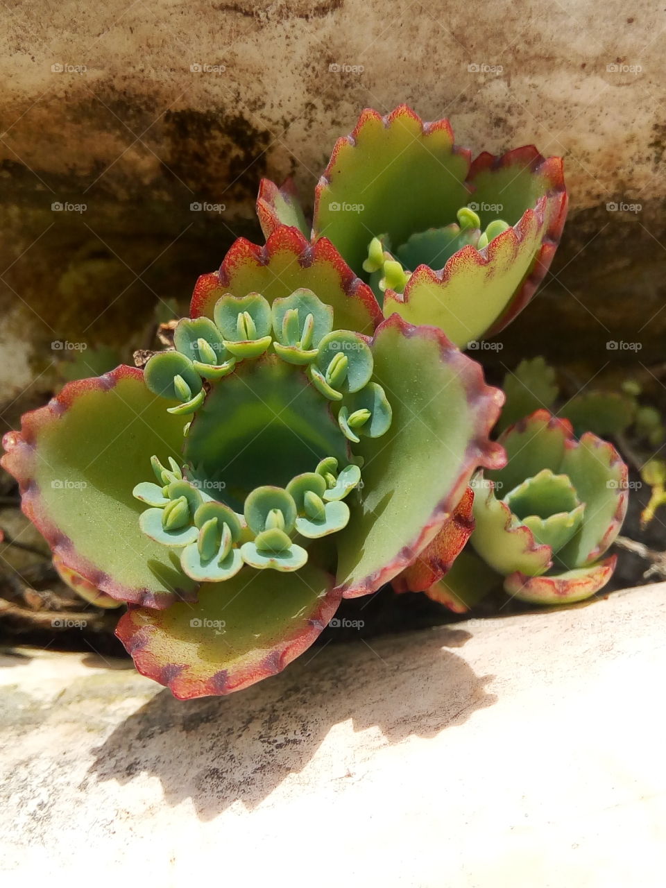 leaf of life in circle