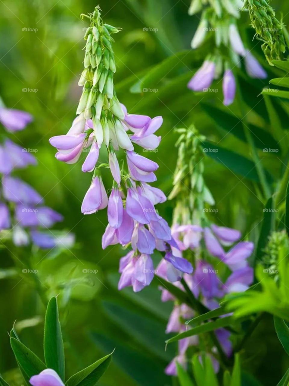 Flowers are sunshine, food and medicine for the soul.