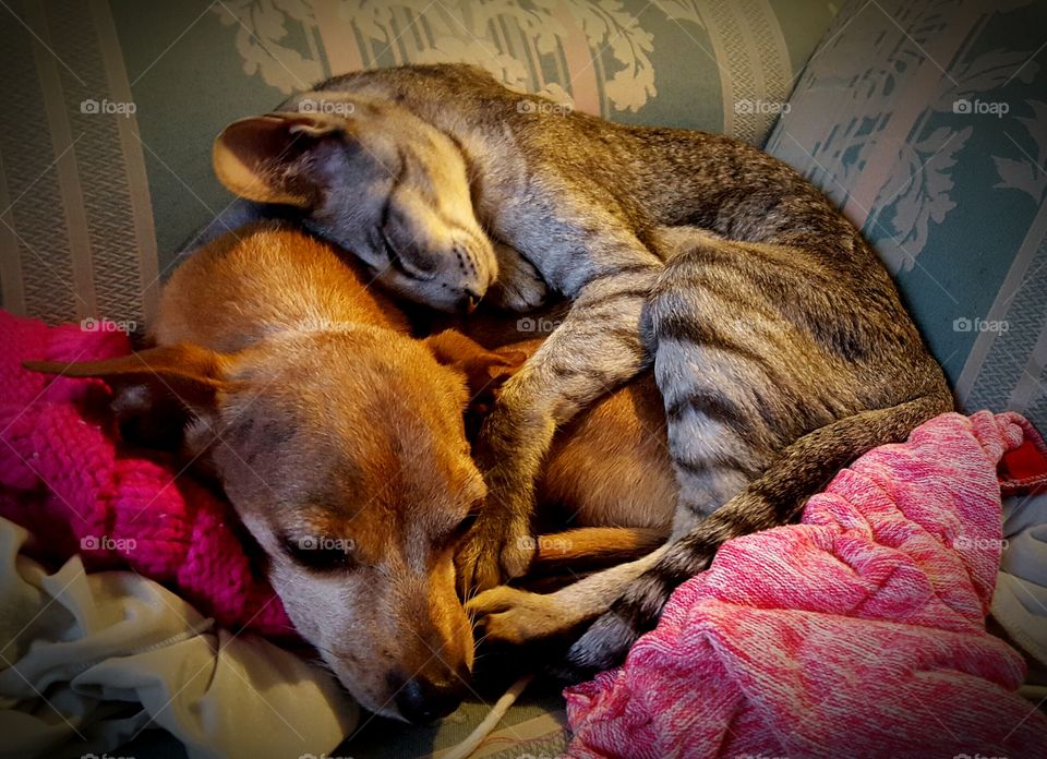 Cats and Dogs: Best friends