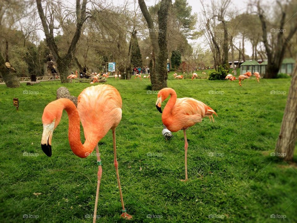 Flamencos