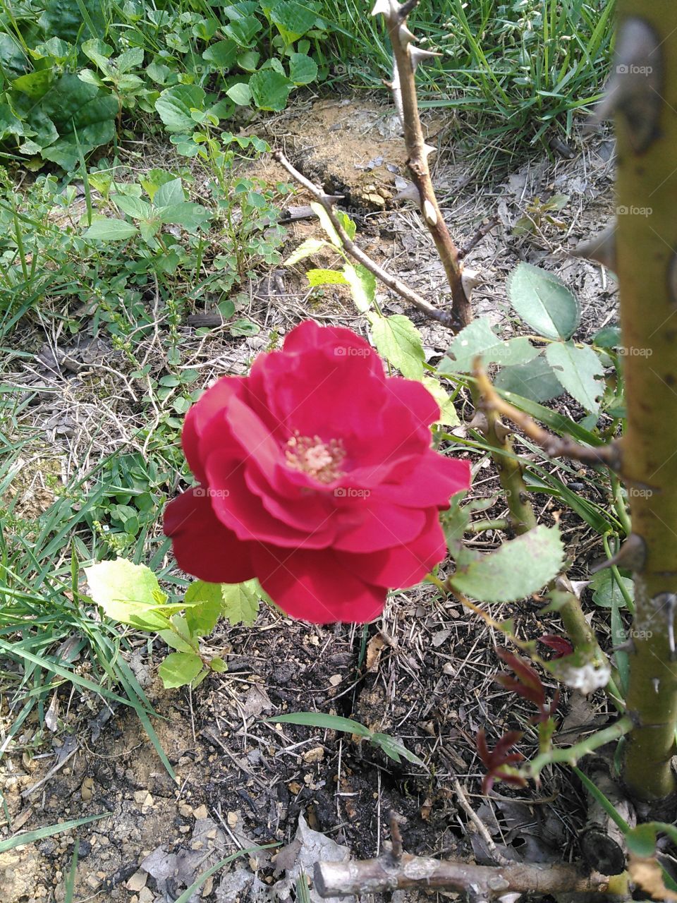 "First Bloom"
I planted this rose bush last year and it finally bloomed a bright red blossom.