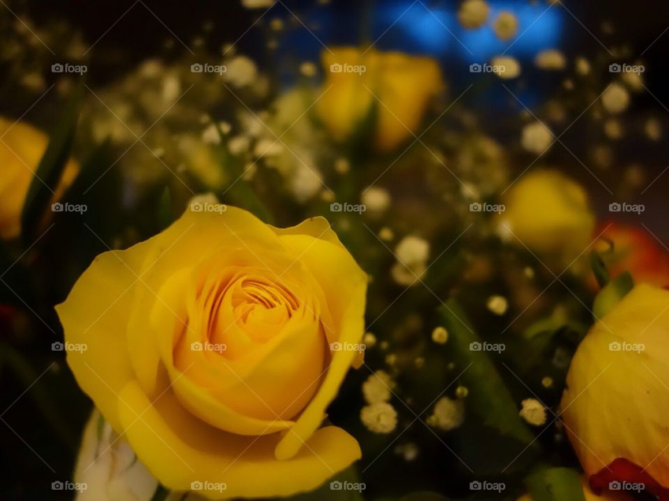 Yellow rose