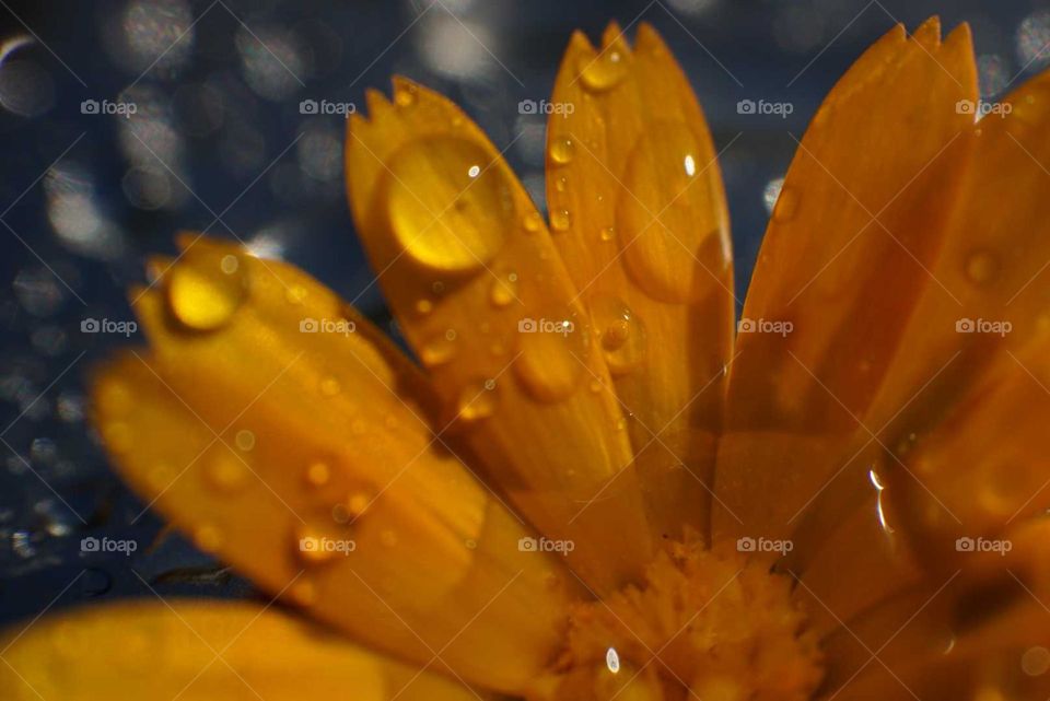 Flower#leaves#drops#water