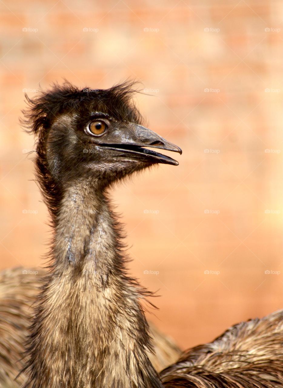 A close up shot of a very ugly emu 