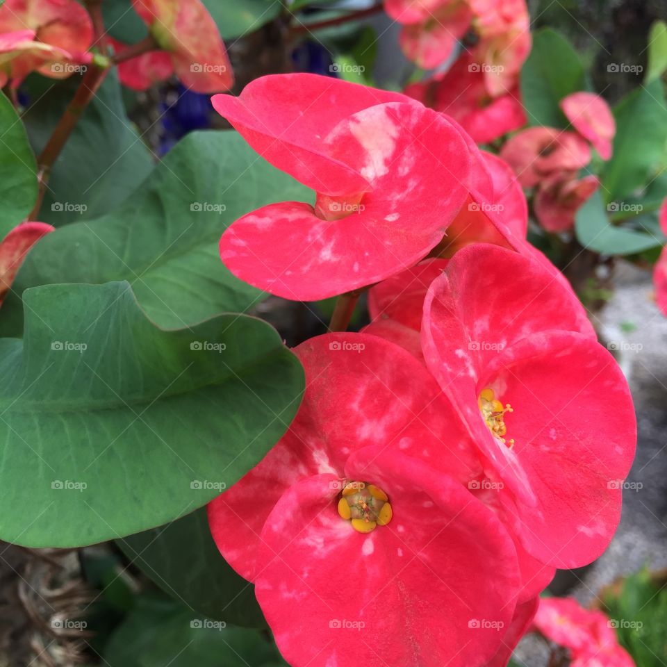 Red flower 