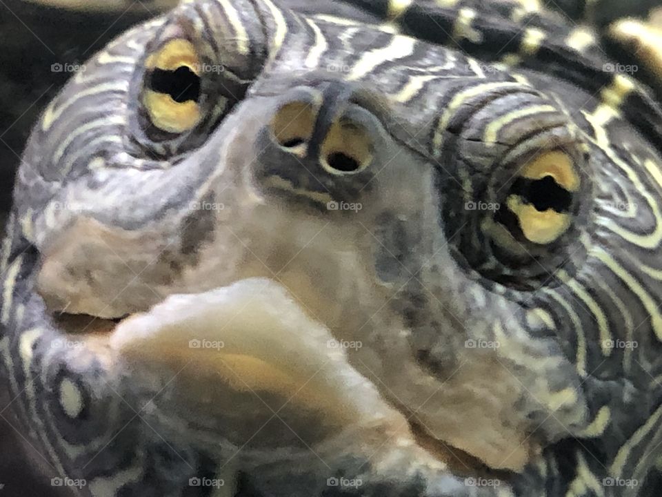 Turtle face