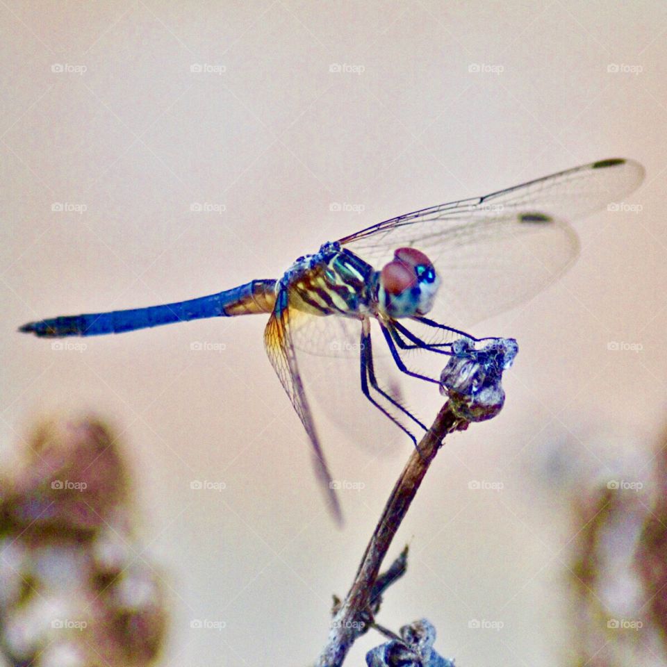 They say when a dragonfly appears in your yard, it’s a visit from heaven 😇