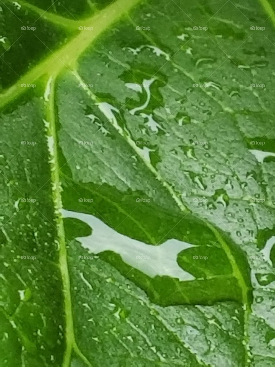 Rain drops on the Leaf