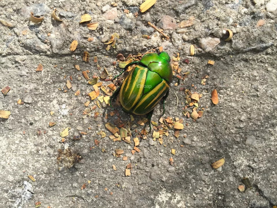 Beatle