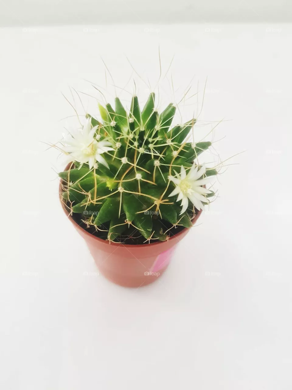 cactus flower