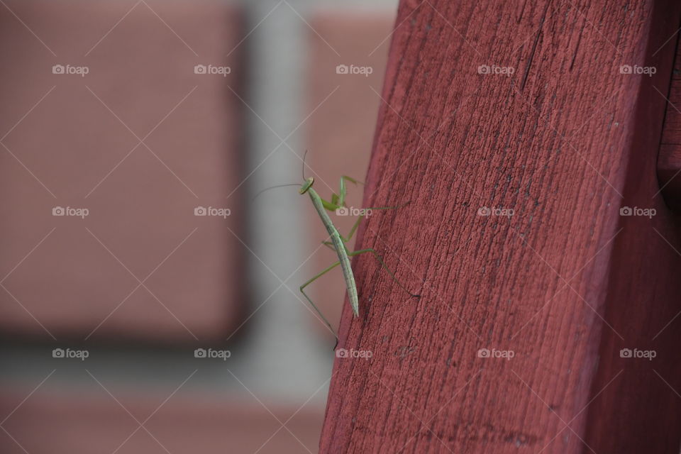 baby praying mantis on chair