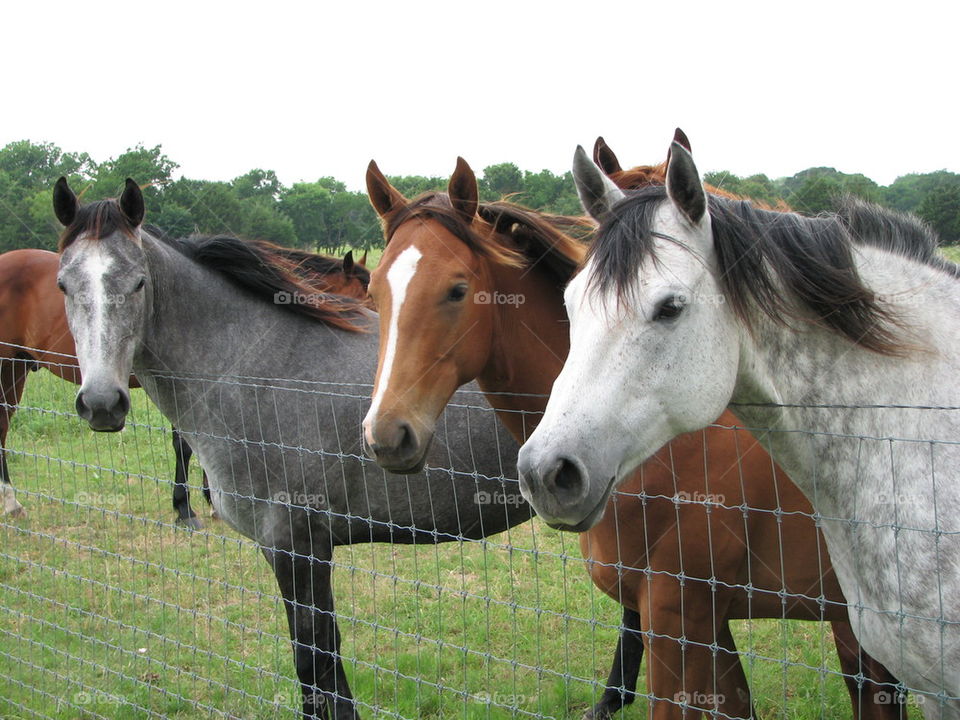 three beauties