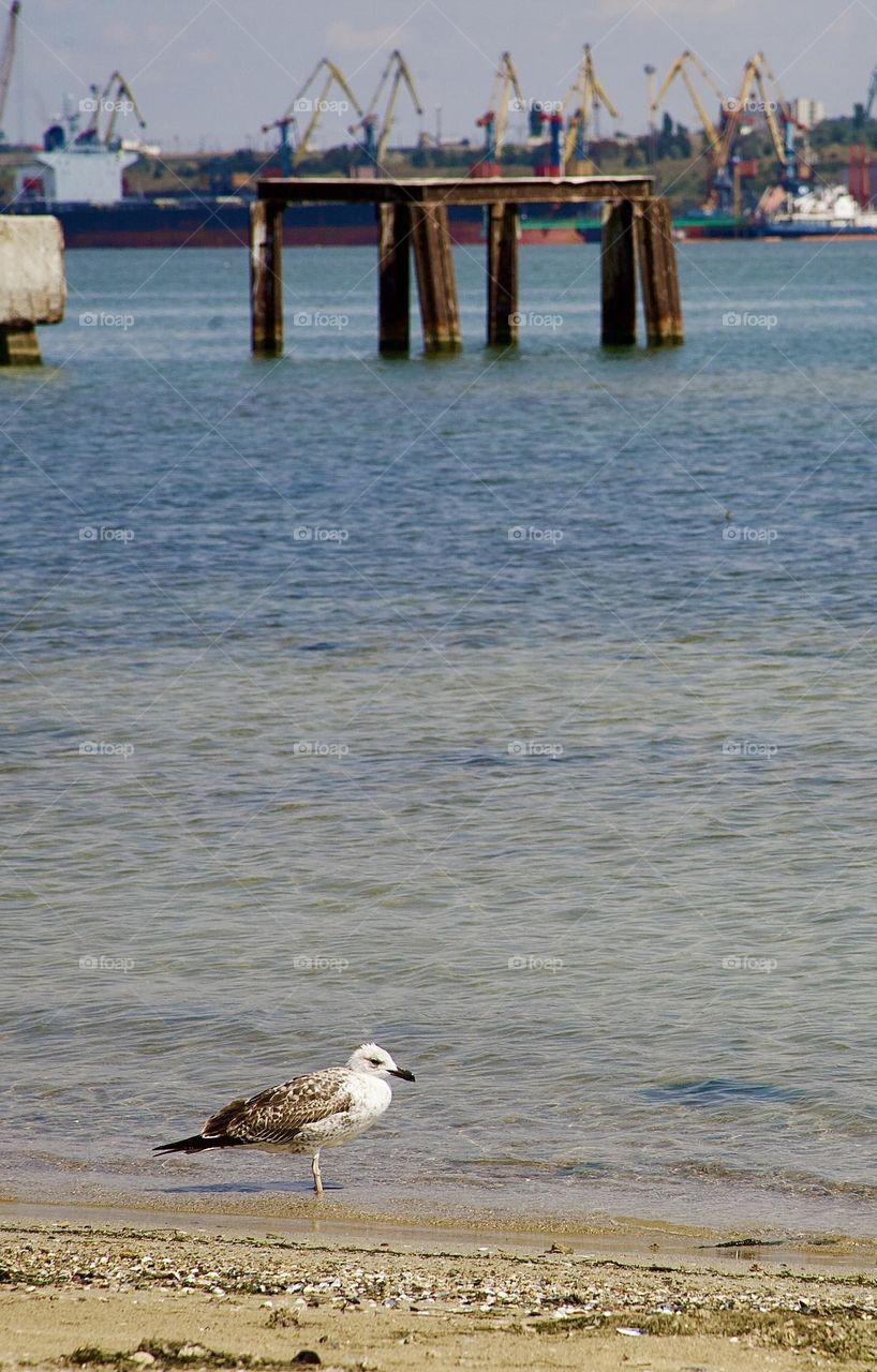 Одинокая птица на берегу моря